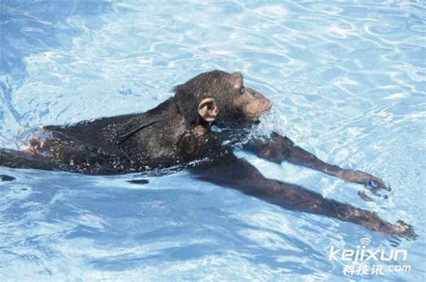 黑猩猩游泳